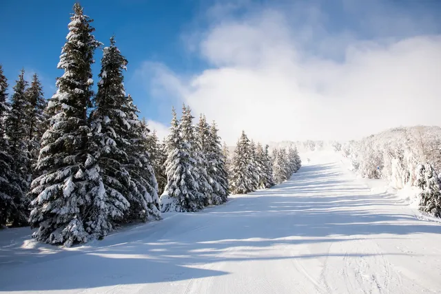 piste de ski alpin et sapins enneigés, Super Besse, Auvergne, France