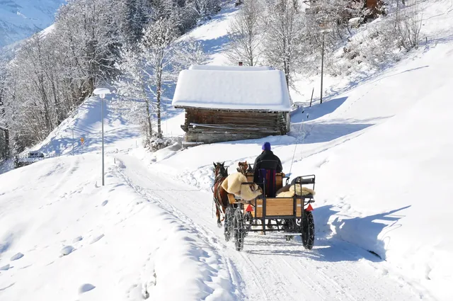 Braunwald: заснеженный лес