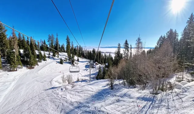Tamarack