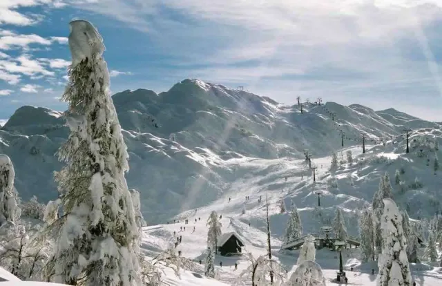 Vogel - Bohinj